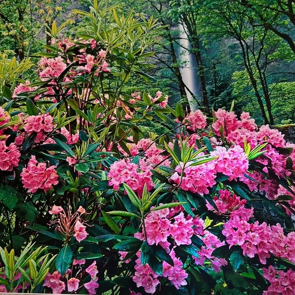 Floral Print - Picture 3 of 7